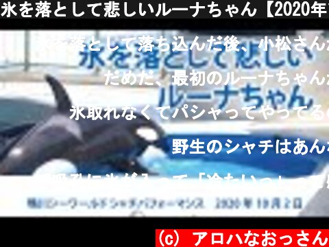 氷を落として悲しいルーナちゃん【2020年10月2日　鴨川シーワールド　シャチパフォーマンス】Killer whale performance, Kamogawa Sea World, Japan  (c) アロハなおっさん