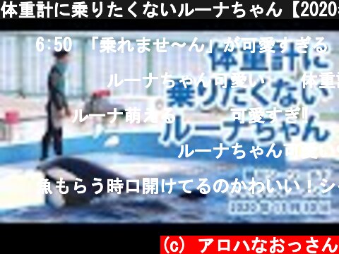 体重計に乗りたくないルーナちゃん【2020年11月30日　鴨川シーワールド　シャチパフォーマンス】Orca performance, Kamogawa Sea World, Japan  (c) アロハなおっさん