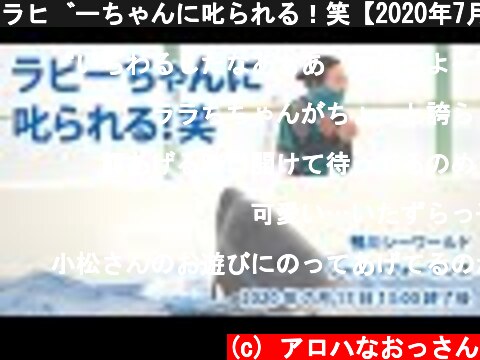 ラビーちゃんに叱られる！笑【2020年7月17日13:00終了後　鴨川シーワールド　シャチパフォーマンス】Killer whale performance, Kamogawa Sea World  (c) アロハなおっさん