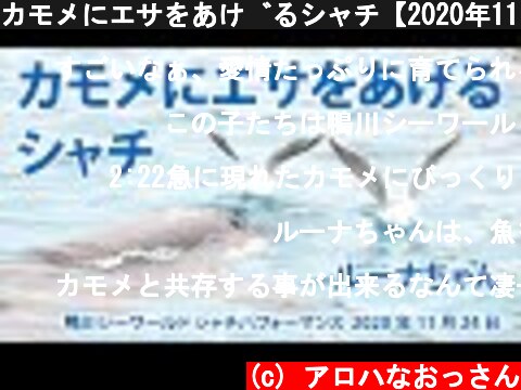 カモメにエサをあげるシャチ【2020年11月24日　鴨川シーワールド　シャチパフォーマンス】Orca performance, Kamogawa Sea World, Japan  (c) アロハなおっさん