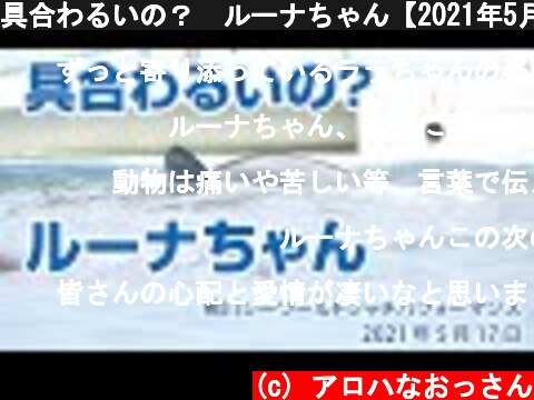 具合わるいの？　ルーナちゃん【2021年5月17日】Orca performance, Kamogawa Sea World, Japan  (c) アロハなおっさん