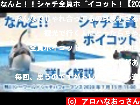 なんと！！シャチ全員ボイコット！【2020年7月13日15:00　鴨川シーワールド　シャチパフォーマンス】Killer whale performance, Kamogawa Sea World  (c) アロハなおっさん