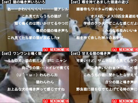 NEKONOME16 (おすすめch紹介)