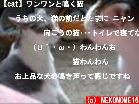 (c) NEKONOME16 【cat】ワンワンと鳴く猫 【cat】ワンワンと鳴く猫 (c) NEKONOME16