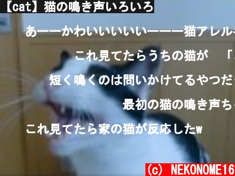 (c) NEKONOME16 【cat】猫の鳴き声いろいろ 【cat】猫の鳴き声いろいろ (c) NEKONOME16