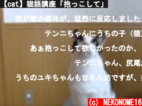 (c) NEKONOME16 【cat】猫語講座「抱っこして」 【cat】猫語講座「抱っこして」 (c) NEKONOME16