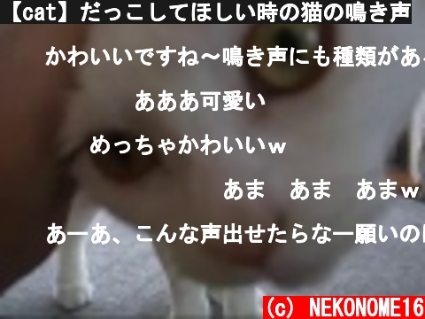 (c) NEKONOME16 【cat】だっこしてほしい時の猫の鳴き声 【cat】だっこしてほしい時の猫の鳴き声 (c) NEKONOME16