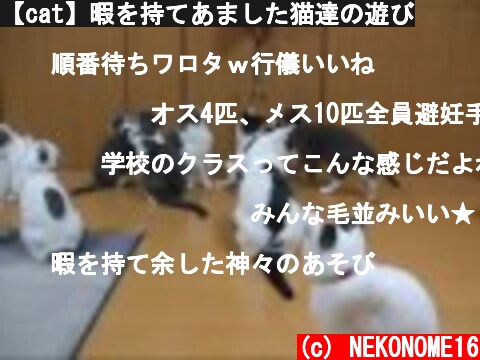 (c) NEKONOME16 【cat】暇を持てあました猫達の遊び 【cat】暇を持てあました猫達の遊び (c) NEKONOME16