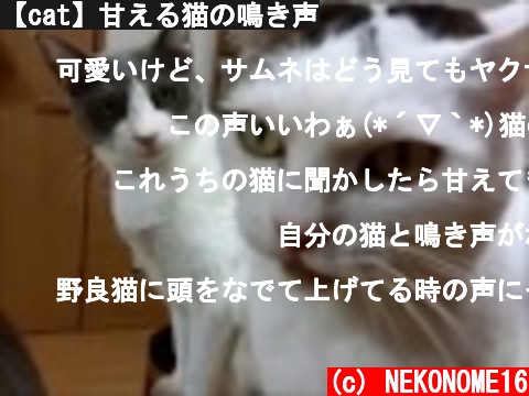 (c) NEKONOME16 【cat】甘える猫の鳴き声 【cat】甘える猫の鳴き声 (c) NEKONOME16