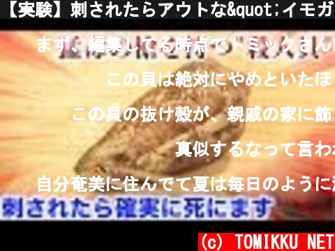 【実験】刺されたらアウトな"イモガイ"の怖さがわかる動画  (c) TOMIKKU NET