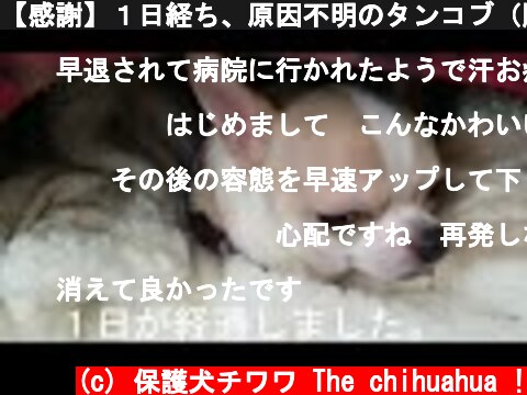 【感謝】１日経ち、原因不明のタンコブ（腫れ）が消えました！  (c) 保護犬チワワ The chihuahua !