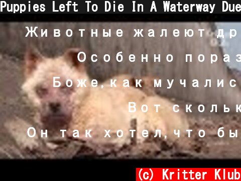 Puppies Left To Die In A Waterway Due To Their Skin Disease | Kritter Klub  (c) Kritter Klub