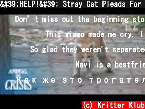 'HELP!' Stray Cat Pleads For Helping His Friend Be Treated (Part 2) | Animal in Crisis EP104  (c) Kritter Klub