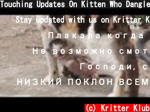 Touching Updates On Kitten Who Dangled From Fishing Net On Mother's Neck | Kritter Klub  (c) Kritter Klub