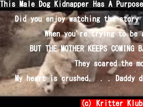 This Male Dog Kidnapper Has A Purpose You Wouldn't Expect | Kritter Klub  (c) Kritter Klub