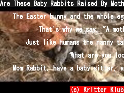 Are These Baby Rabbits Raised By Mother Hen? | Kritter Klub  (c) Kritter Klub