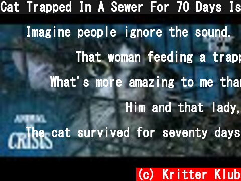 Cat Trapped In A Sewer For 70 Days Is Almost Drowned From Heavy Rain | Animal in Crisis EP79  (c) Kritter Klub