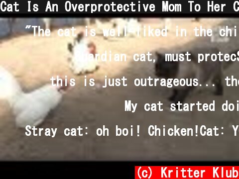 Cat Is An Overprotective Mom To Her Chickens | Kritter Klub  (c) Kritter Klub