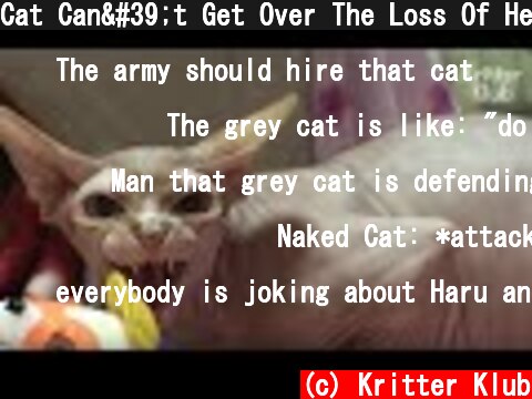 Cat Can't Get Over The Loss Of Her Kittens And Becomes Aggressive | Animal in Crisis EP52  (c) Kritter Klub