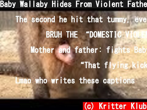 Baby Wallaby Hides From Violent Father | Kritter Klub  (c) Kritter Klub