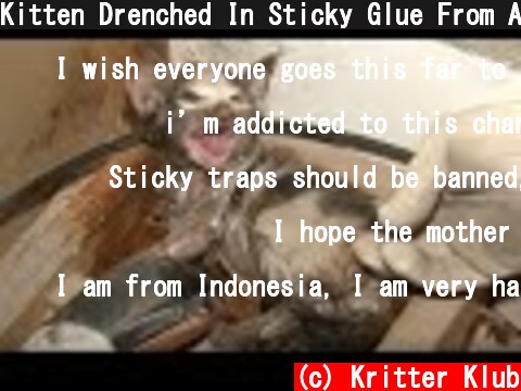 Kitten Drenched In Sticky Glue From A Mouse Trap | Animal In Crisis EP33  (c) Kritter Klub