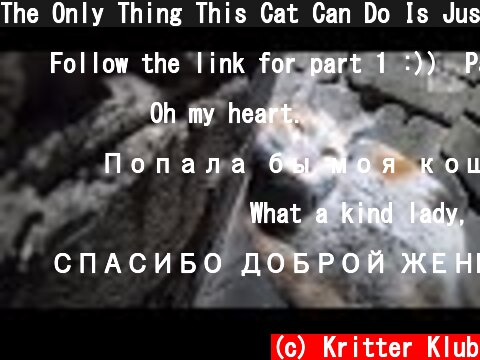 The Only Thing This Cat Can Do Is Just Waiting For Death..  (Part 2) | Kritter Klub  (c) Kritter Klub