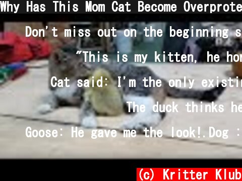 Why Has This Mom Cat Become Overprotective Towards Her Baby Goose? (Part 2) | Kritter Klub  (c) Kritter Klub