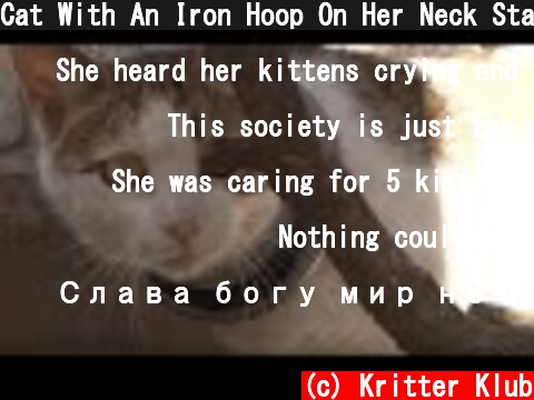 Cat With An Iron Hoop On Her Neck Starves But Feeds Her Kittens | Animal in Crisis EP43  (c) Kritter Klub