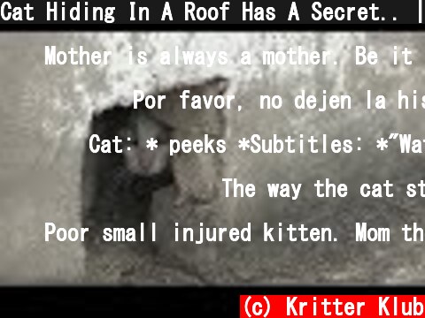 Cat Hiding In A Roof Has A Secret.. | Kritter Klub  (c) Kritter Klub