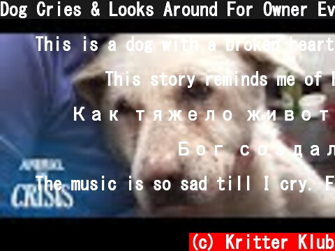Dog Cries & Looks Around For Owner Everyday Without Knowing Her Death | Animal in Crisis EP134  (c) Kritter Klub