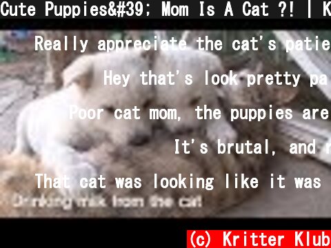Cute Puppies' Mom Is A Cat ?! | Kritter Klub  (c) Kritter Klub