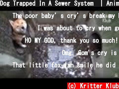 Dog Trapped In A Sewer System  | Animal in Crisis EP10  (c) Kritter Klub