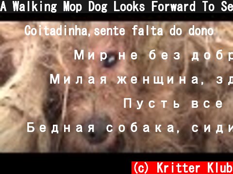 A Walking Mop Dog Looks Forward To Seeing His Dead Owner One Day | Kritter Klub  (c) Kritter Klub