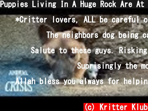 Puppies Living In A Huge Rock Are At A Life Crisis Without Any Food | Animal in Crisis EP124  (c) Kritter Klub