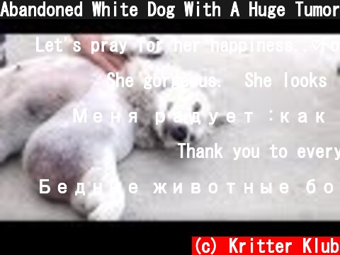 Abandoned White Dog With A Huge Tumor On Her Leg | Kritter Klub  (c) Kritter Klub