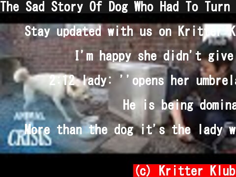 The Sad Story Of Dog Who Had To Turn Fierce Before Owner He Loves | Animal in Crisis EP142  (c) Kritter Klub