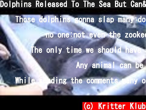 Dolphins Released To The Sea But Can't Leave The Zookeeper | Kritter Klub  (c) Kritter Klub