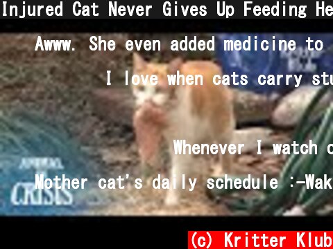 Injured Cat Never Gives Up Feeding Her Kittens Despite Dizziness | Animal in Crisis EP91  (c) Kritter Klub