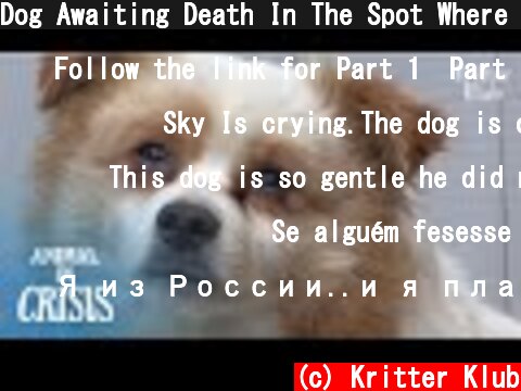 Dog Awaiting Death In The Spot Where He Was Abandoned (Part 2) | Animal in Crisis EP170  (c) Kritter Klub