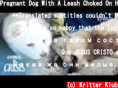Pregnant Dog With A Leash Choked On Her Neck Couldn't Protect Her Puppies..| Animal in Crisis EP174  (c) Kritter Klub