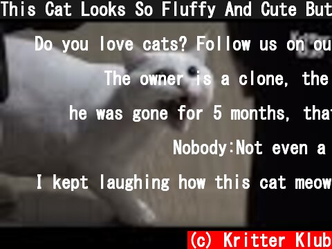 This Cat Looks So Fluffy And Cute But Why Is He So Angry At His Owner? | Kritter Klub  (c) Kritter Klub