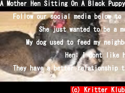 A Mother Hen Sitting On A Black Puppy, Not Her Eggs?! | Kritter Klub  (c) Kritter Klub
