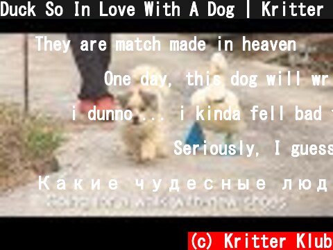 Duck So In Love With A Dog | Kritter Klub  (c) Kritter Klub