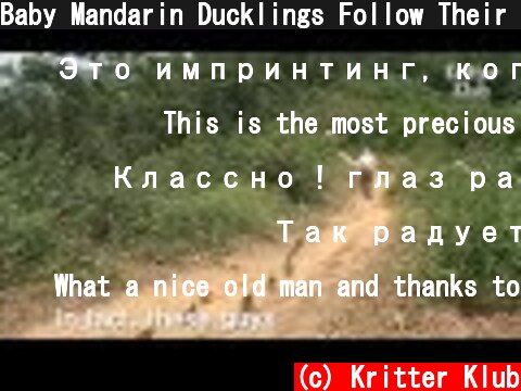 Baby Mandarin Ducklings Follow Their Owner On A Hike | Kritter Klub  (c) Kritter Klub