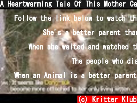 A Heartwarming Tale Of This Mother Cat Always Carrying A Bag Of Food | Kritter Klub  (c) Kritter Klub