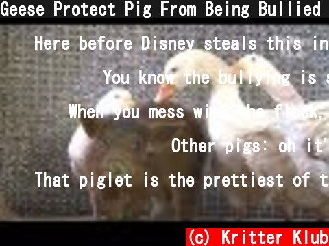 Geese Protect Pig From Being Bullied By Other Pigs | Kritter Klub  (c) Kritter Klub