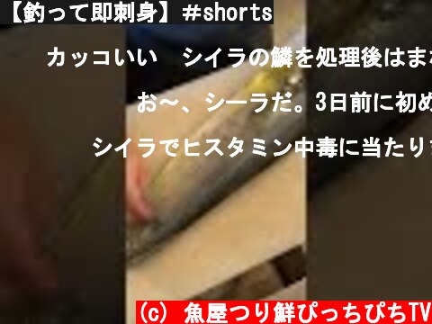 【釣って即刺身】＃shorts  (c) 魚屋つり鮮ぴっちぴちTV