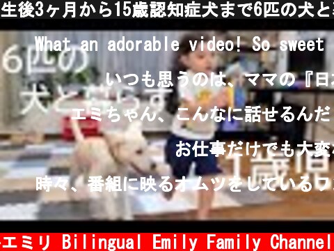 生後3ヶ月から15歳認知症犬まで6匹の犬と暮らす1歳児の日常風景  (c) バイリンガルエミリ Bilingual Emily Family Channel