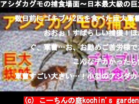 アシダカグモの捕食場面～日本最大級の巨大蜘蛛がゴキブリ2匹を同時に食べる動画Shuntsman spider～  (c) こーちんの庭kochin's garden