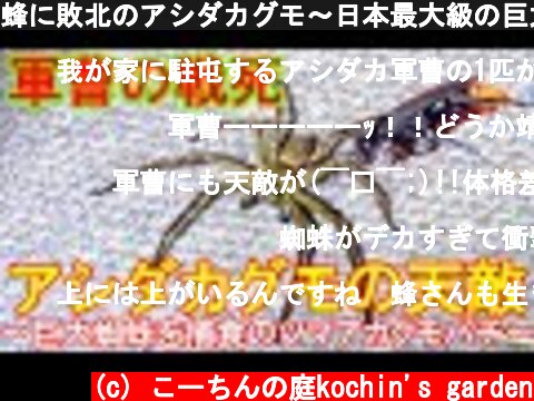 蜂に敗北のアシダカグモ～日本最大級の巨大蜘蛛の天敵はツマアカクモバチやベッコウバチ～  (c) こーちんの庭kochin's garden